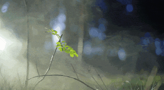 1733364781115784.png 16385185251452.png