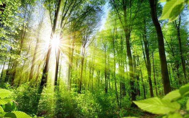 1733370203194186.png 16387735247666.png